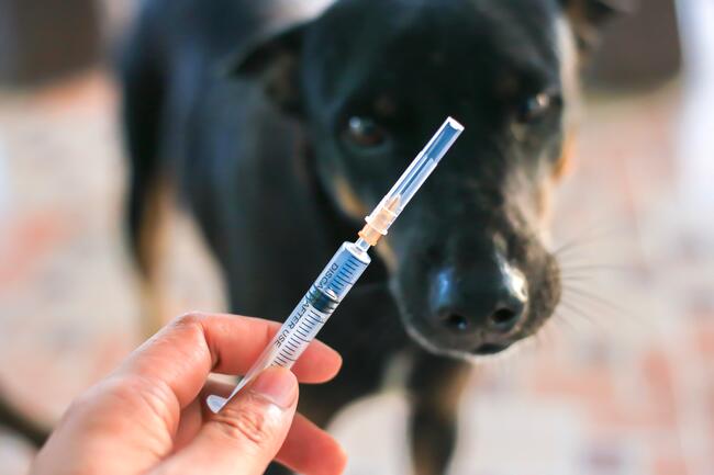 Tollwutimpfung Hund Kosten