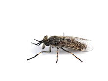 Urheber: hhelene / Lizenzgeber: Adobe Stock