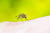 Mücke sitzt auf einer Haut