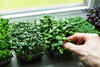 Microgreens in Pflanzgefäßen auf der Fensterbank