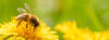 Eine Biene läuf auf einer Blume