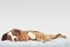 Hund und Katze liegen