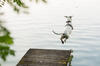 Hund springt von einem Steg ins Wasser