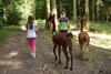 Zwei Kinder gehen mit zwei Alpakas in einem Wald spazieren