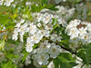 Nahaufnahme einer Weißdorn-Blüte