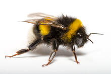 Urheber: D.Pietra / Lizenzgeber: Adobe Stock